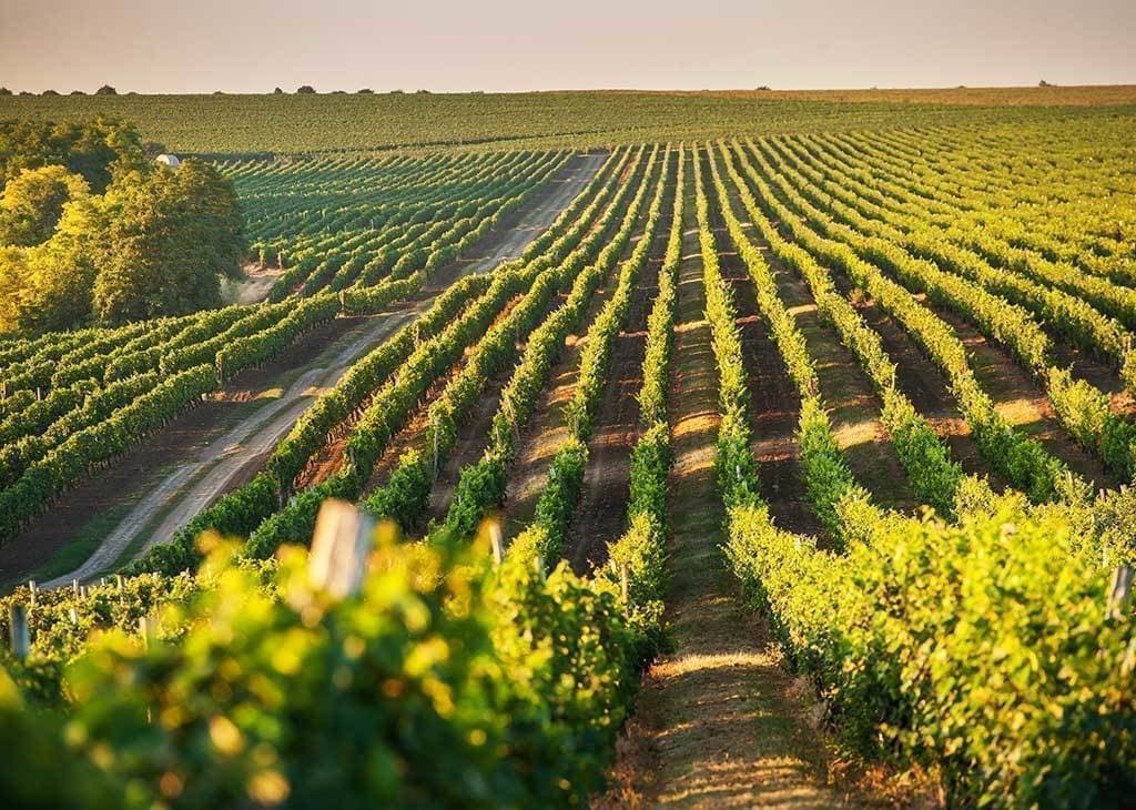 モルドバワイン・モルドバマーケット・BOSTAVAN・MOLDOVA WINE