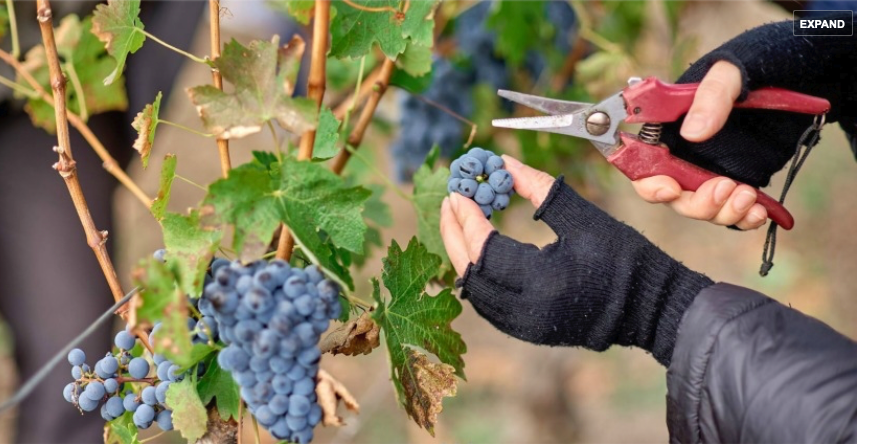 モルドバワイン・モルドバマーケット・ET CETERA・MOLDOVA WINE