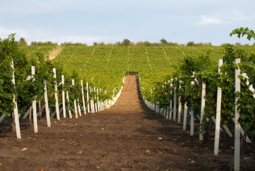 モルドバワイン・モルドバマーケット・PURCARI・MOLDOVA WINE