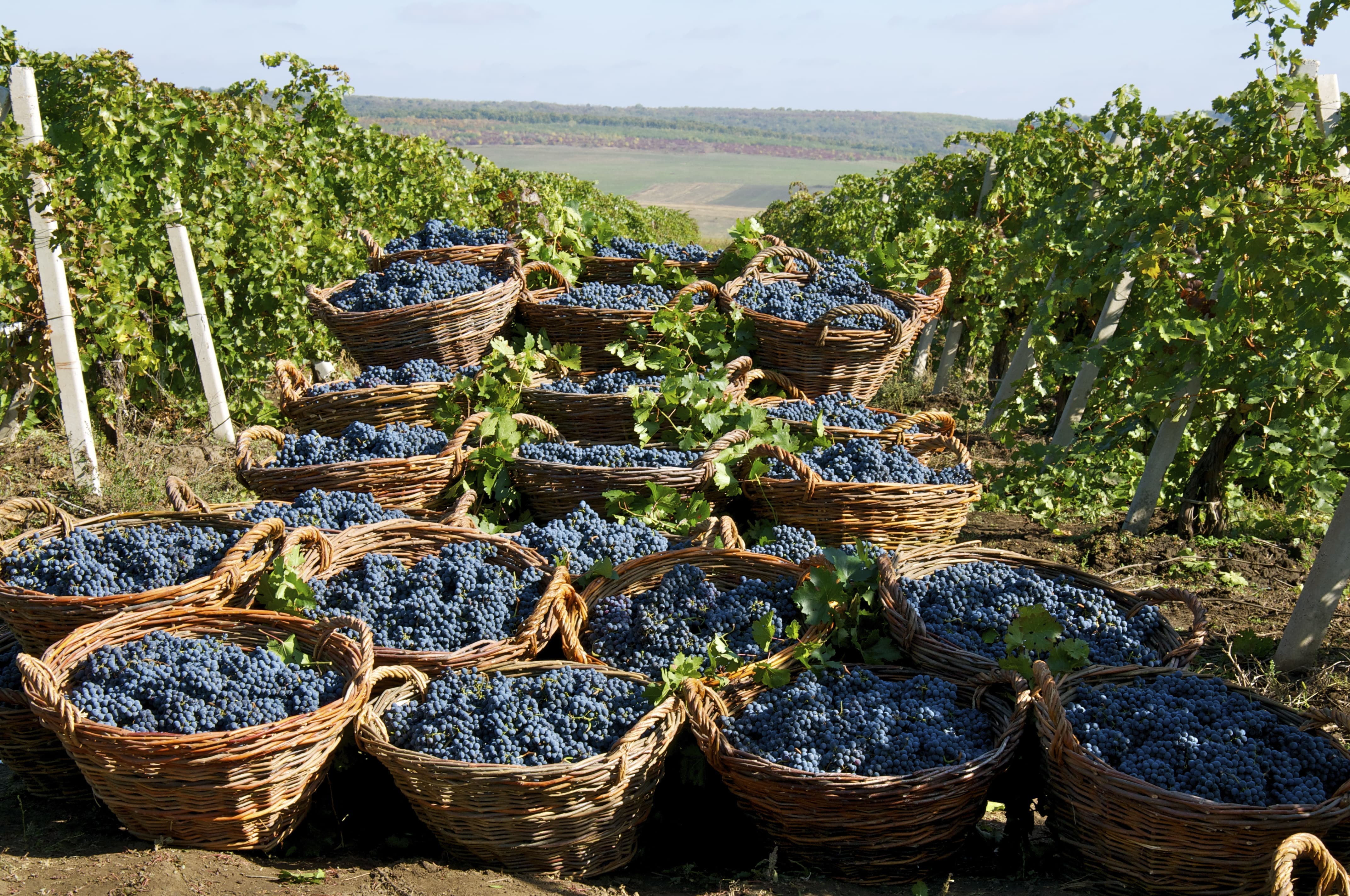 モルドバワイン・モルドバマーケット・VINARIA DIN VALE・MOLDOVA WINE
