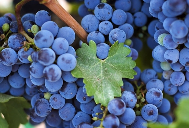 moldova market wine  モルドバ マーケット モルドバワイン
