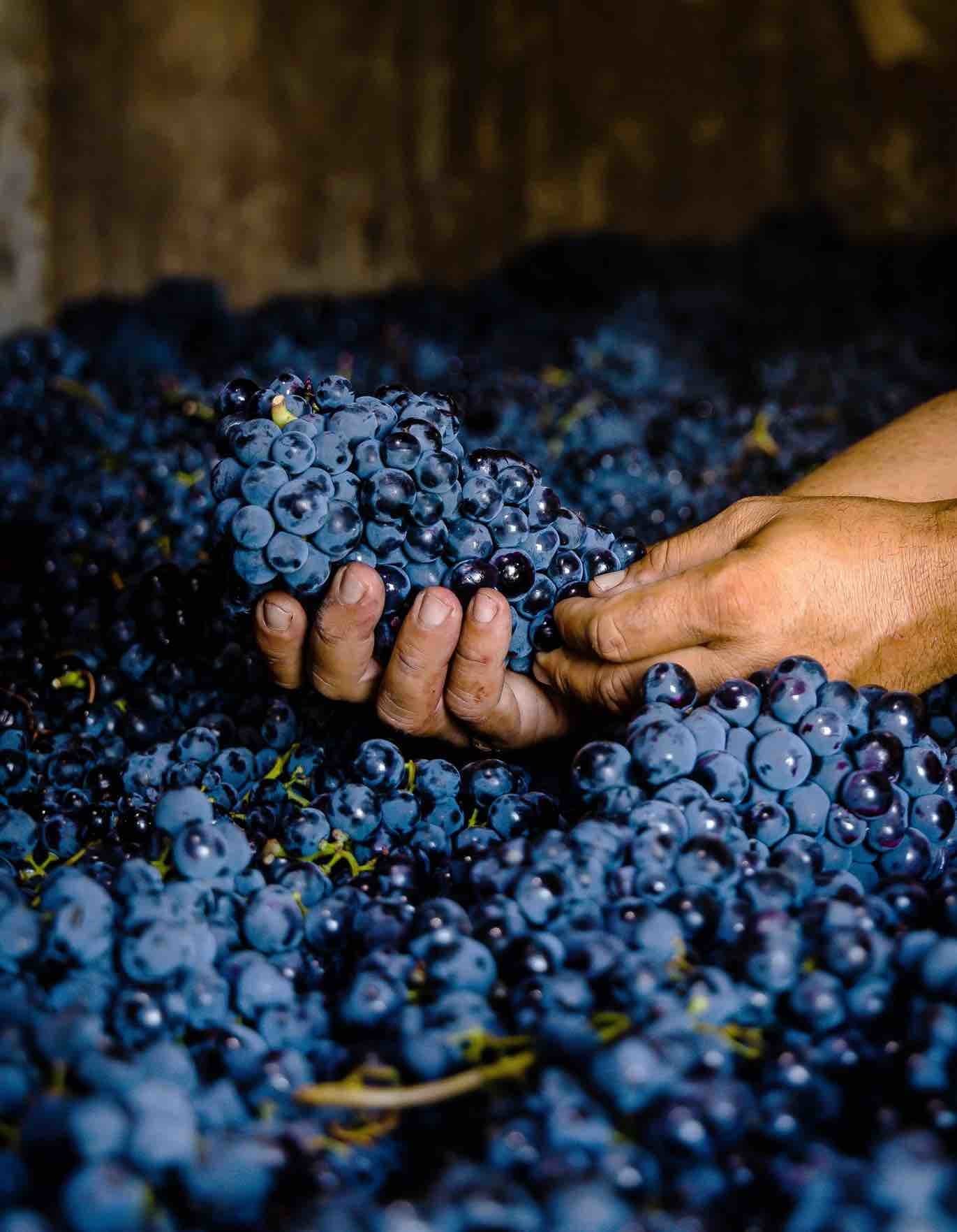 pripa_winery_4.jpg