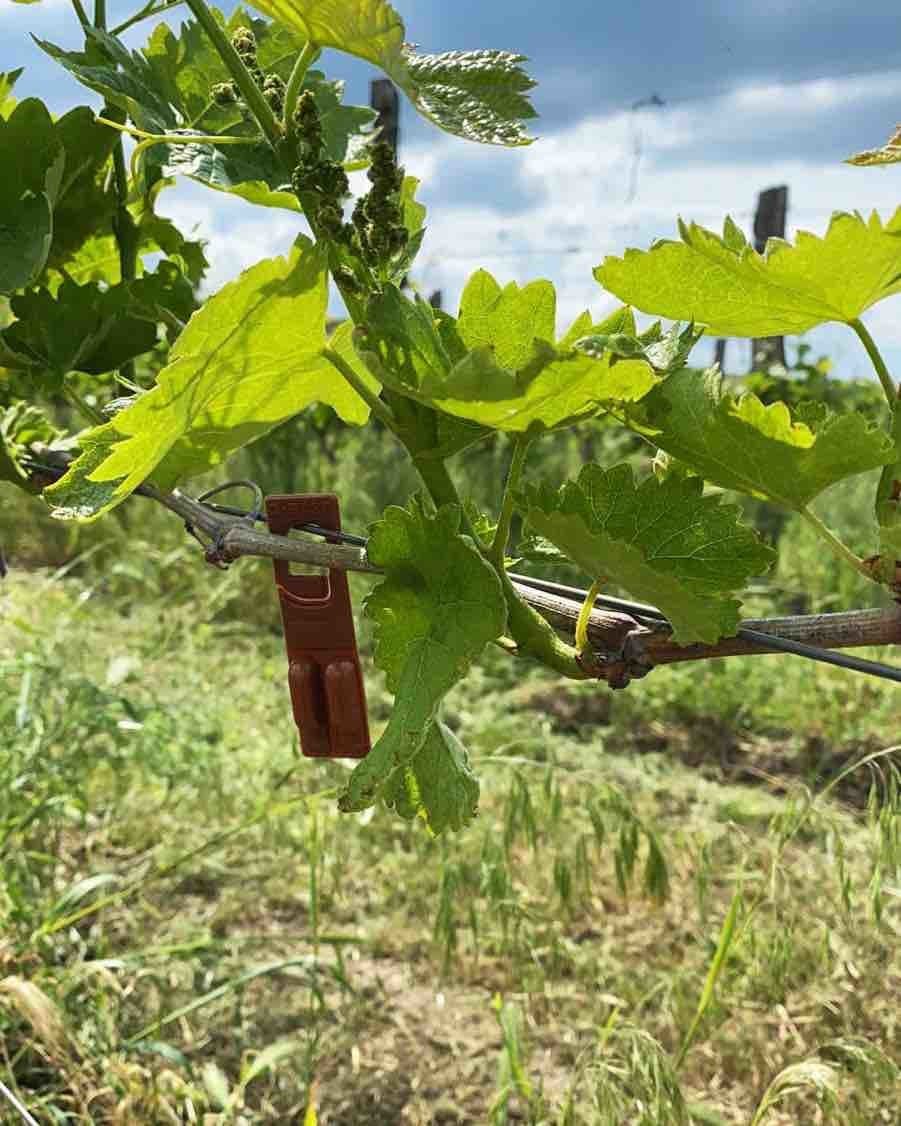 pripa_winery_5.jpg