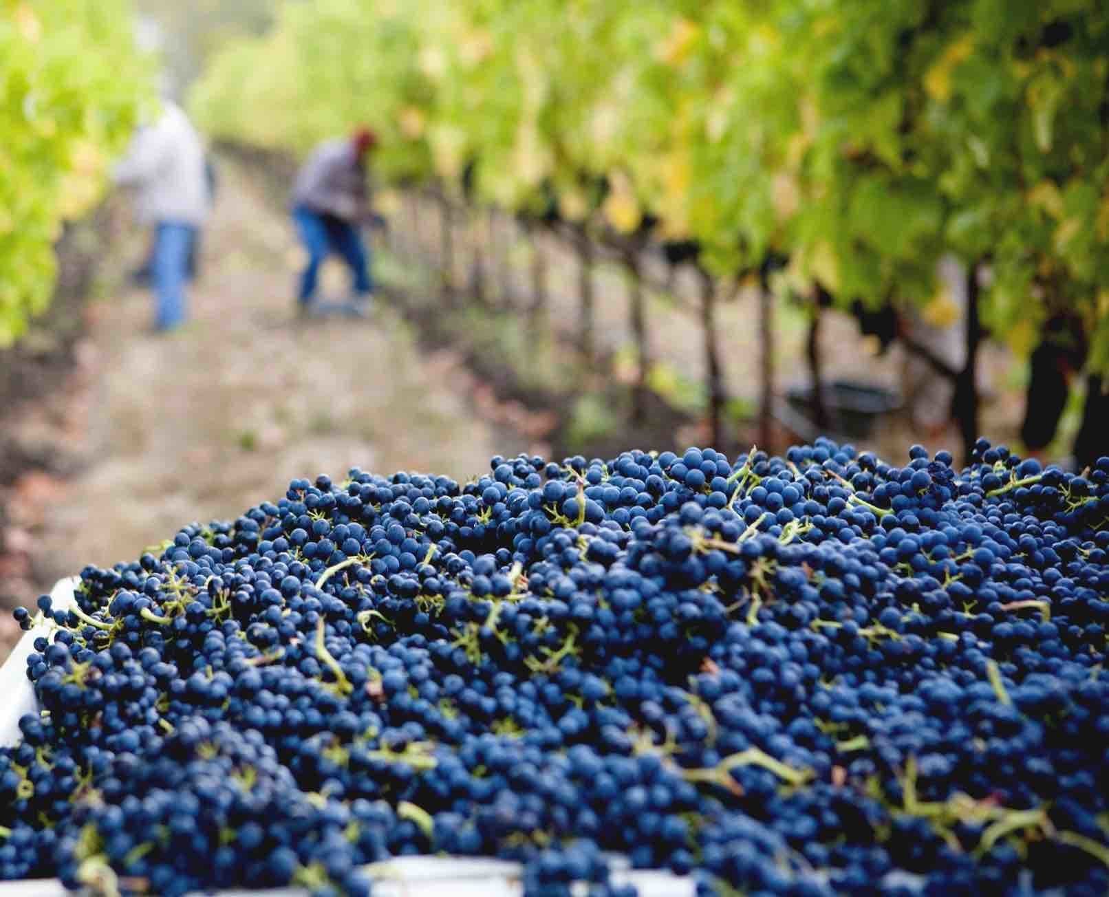 pripa_winery_6.jpg