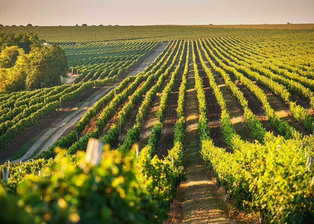 moldova_market_bostavan_winery-2.jpg