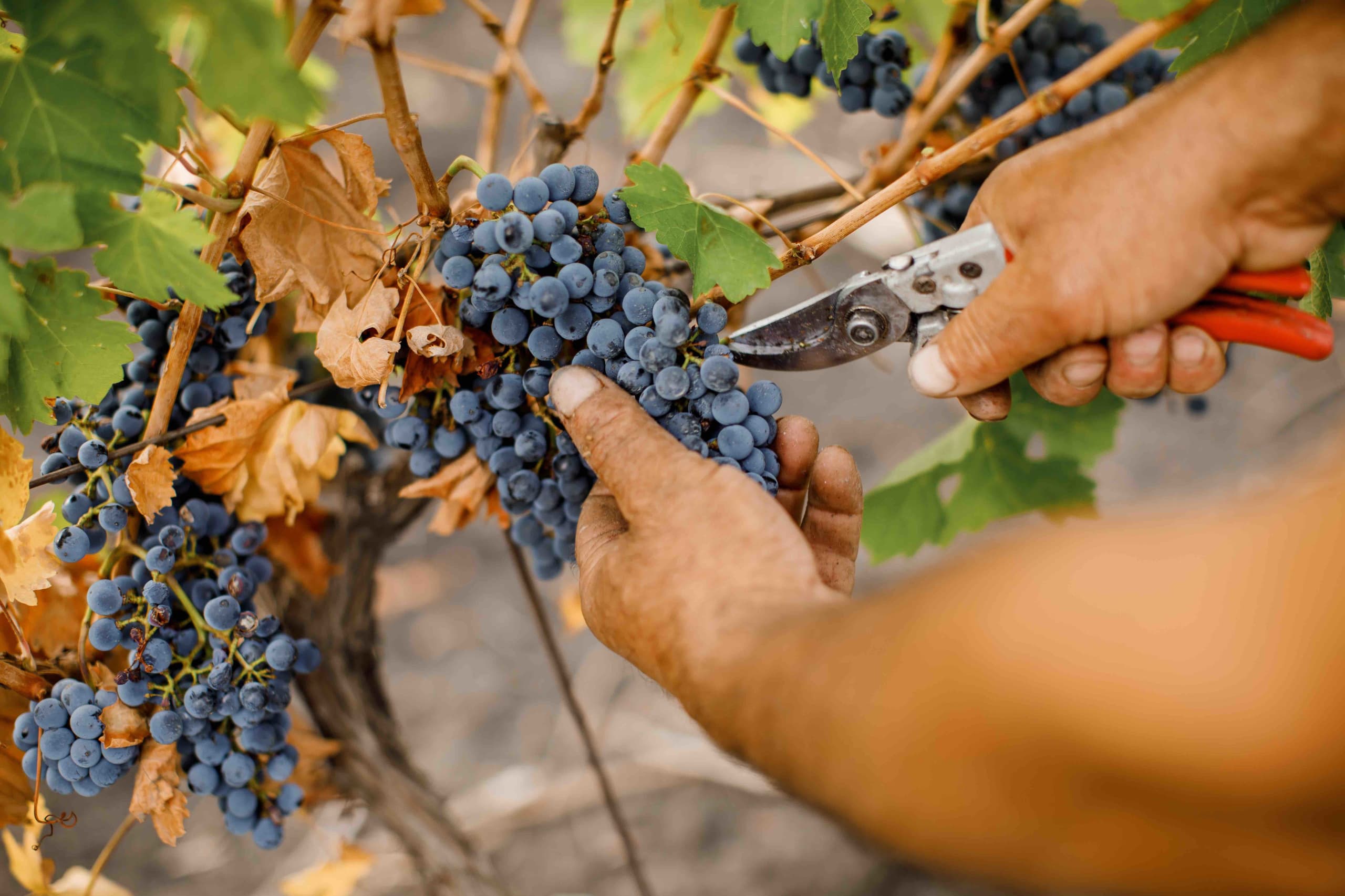 maurt_romanov_grape_.jpg