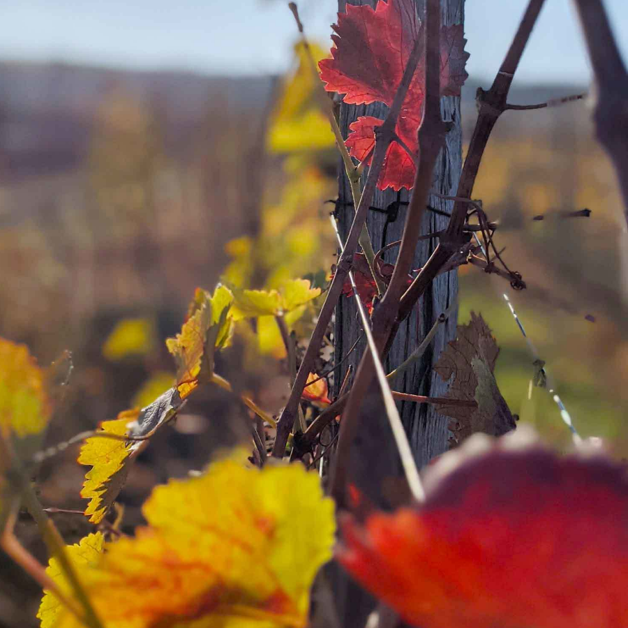 Novak winery Moldova