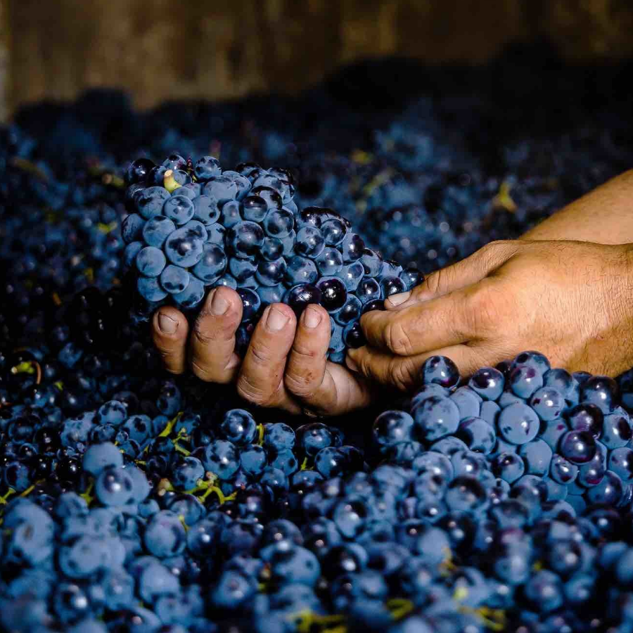 Novak winery Moldova