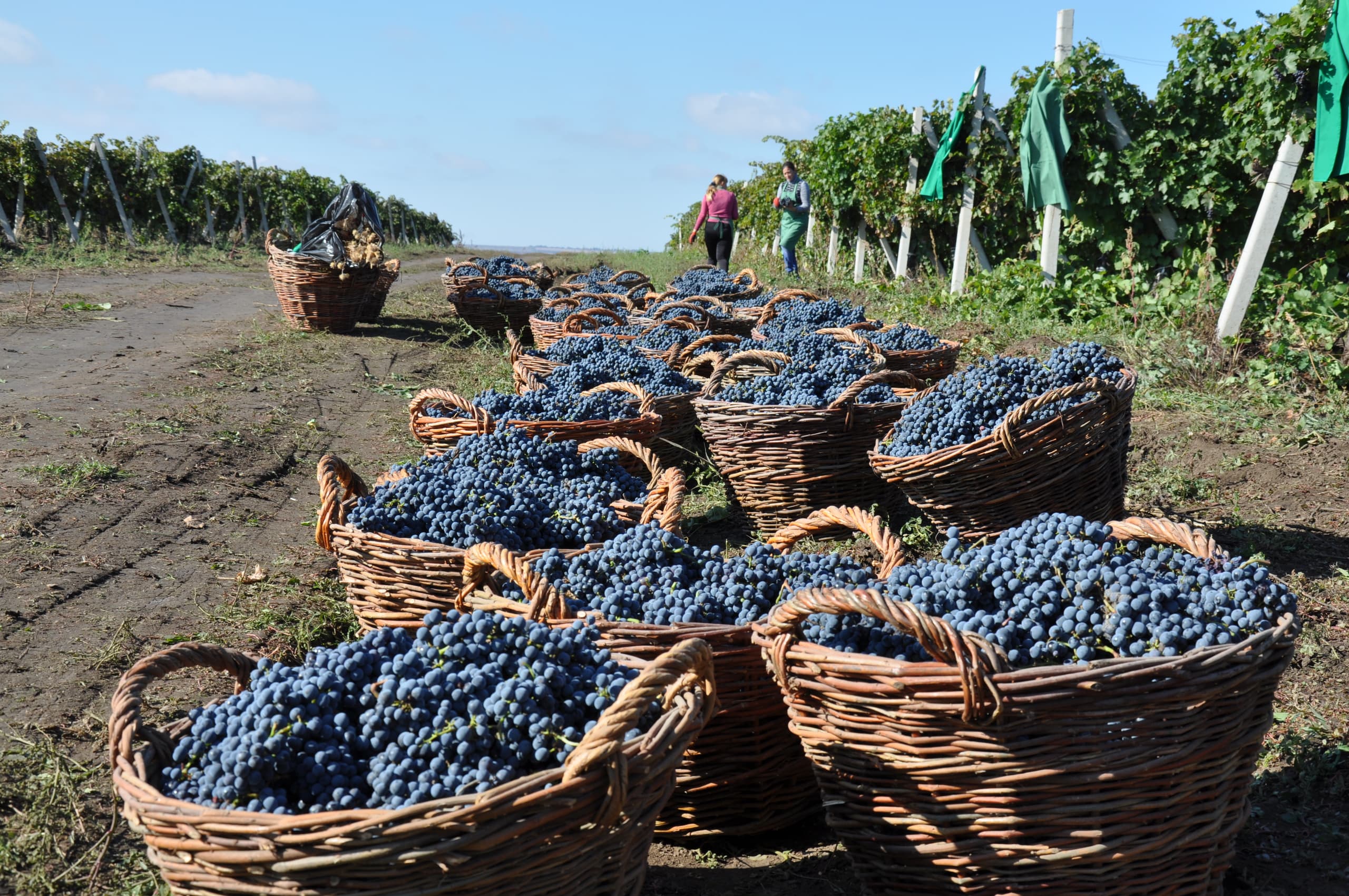 vinaria-din-vale-winery-moldova-market-4.jpg