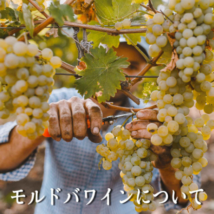 About moldova wine モルドバワインについて