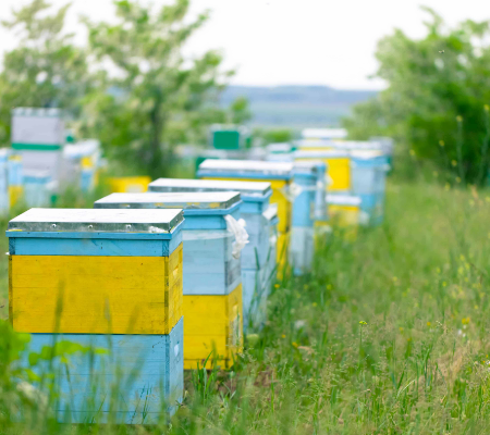 Acacia honey Moldova モルドバ産アカシア蜂蜜 非加熱蜂蜜 生ハニー