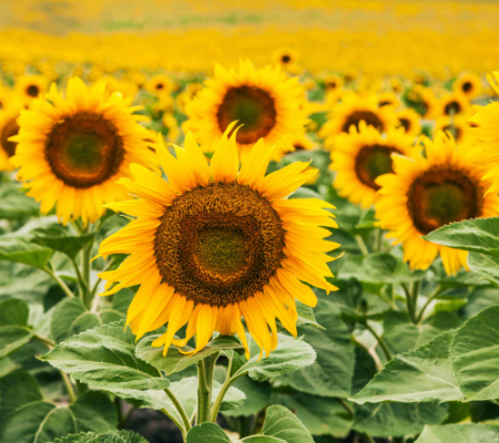 Sunflower honey Moldova 非加熱 モルドバ産 ヒマワリ蜂蜜　生ヒマワリはちみつ