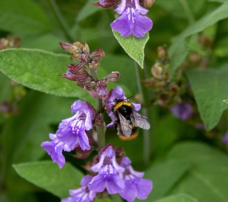 Sage honey Moldova 非加熱 モルドバ サルビア産蜂蜜　生サルビアはちみつ