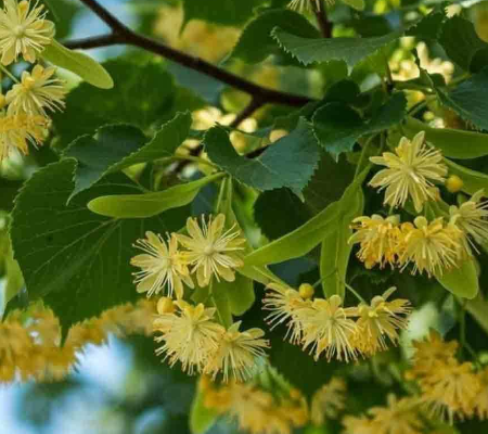 Linden honey Moldova 非加熱 モルドバ産 ボダイジュ蜂蜜　生ボダイジュはちみつ