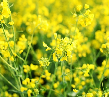 Rapeseed Flowers honey Moldova 非加熱 モルドバ産 菜の花蜂蜜 生菜の花はちみつ