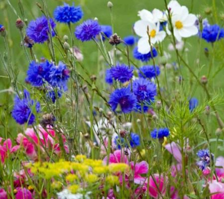 Summer Field honey Moldova 非加熱 モルドバ産 夏の畑の花蜂蜜 生百花はちみつ